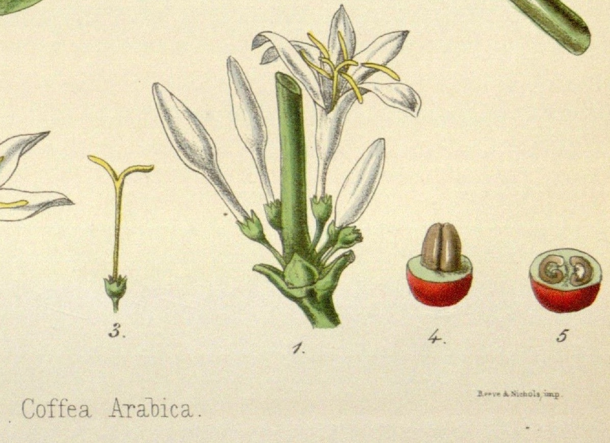 Educational coffee illustration